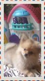 Lindo Spitz Alemão Pequeno VENDIDO