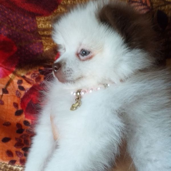Spitz Alemão