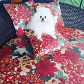 Spitz Alemão VENDIDA