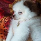 Spitz Alemão