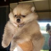 Spitz Alemão
