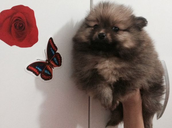 Lindo Spitz alemão anão macho VENDIDO