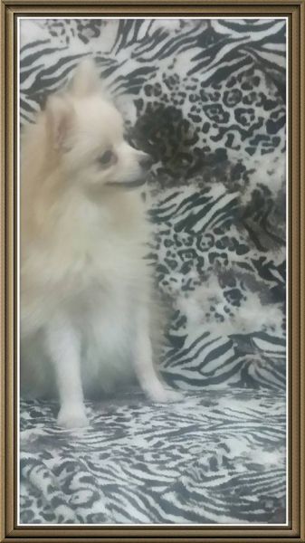 Linda Spitz Alemão Creme de 7 meses VENDIDA