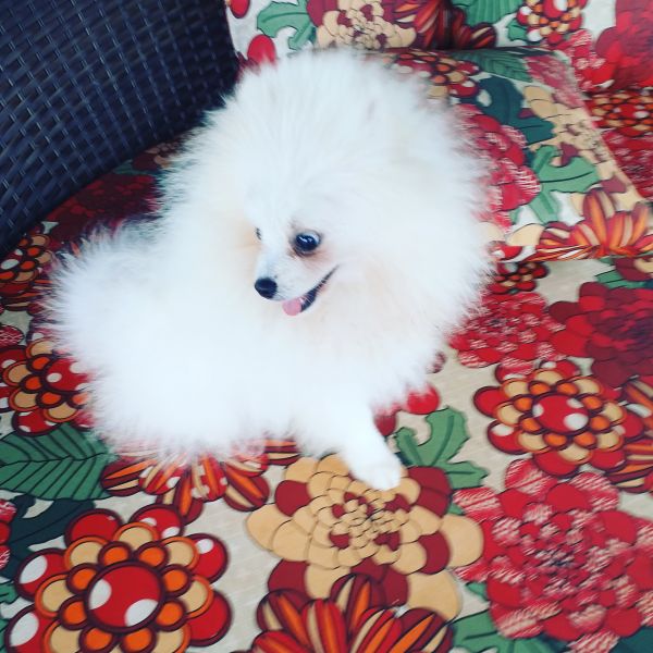 Spitz Alemão VENDIDA