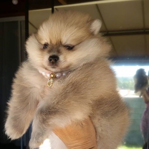 Spitz Alemão