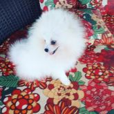 Spitz Alemão VENDIDA
