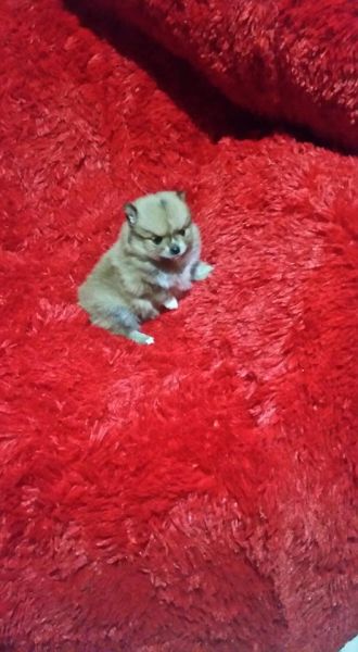 Lindo macho Spitz Alemão Laranja Vendido