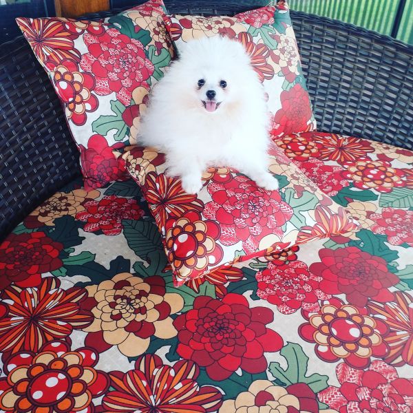 Spitz Alemão VENDIDA