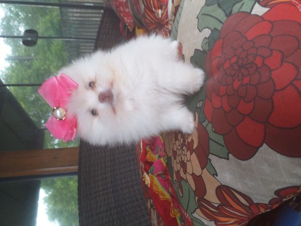 Spitz Alemão VENDIDA