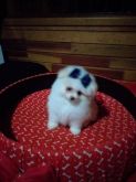Spitz Alemão