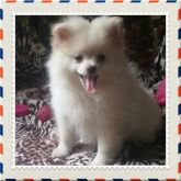 Lindo spitz alemão pequeno macho VENDIDO